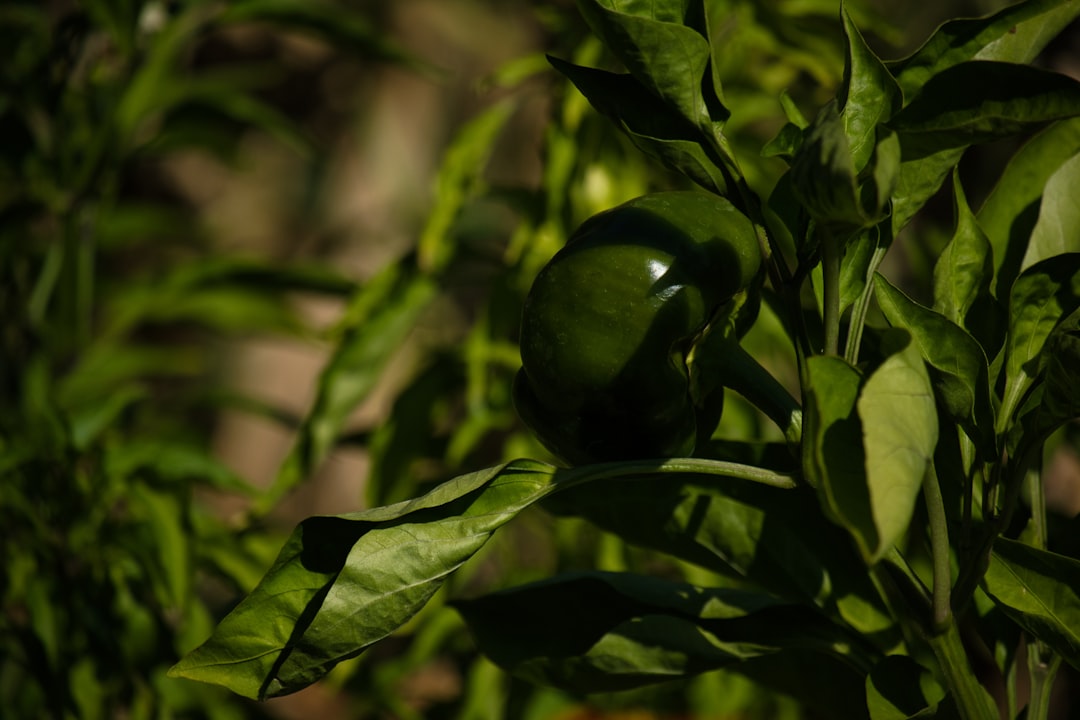 Photo pistachio color