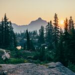 Photo forest