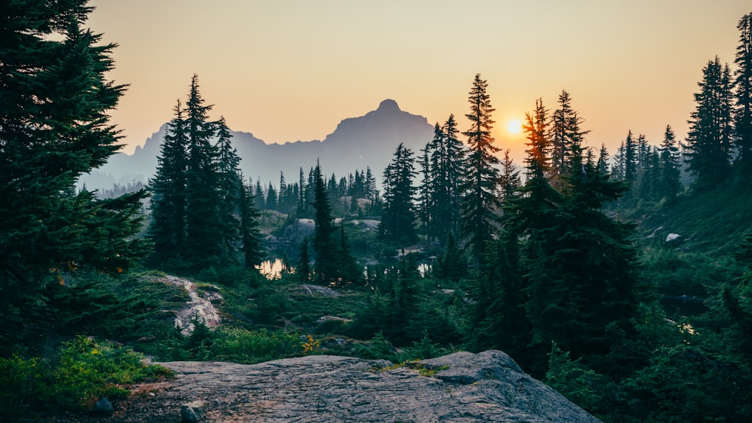 Photo forest